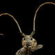 Illustration for article titled Close-Up Bee Portraits Are A Glimpse Into A Gorgeously Weird World